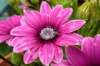 Osteospermum